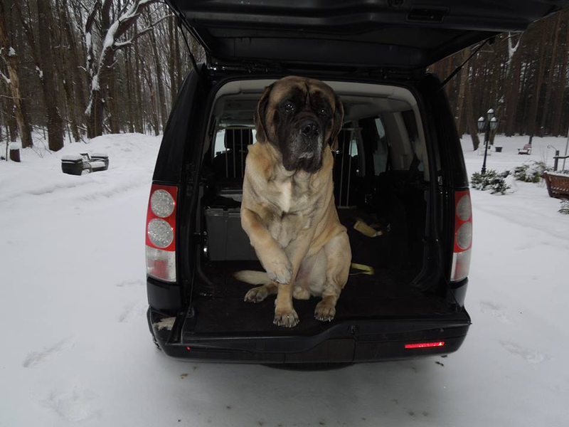 Illustration for article titled Top 12 Cutest Dogs In Land Rovers For 'National Love Your Pet Day'
